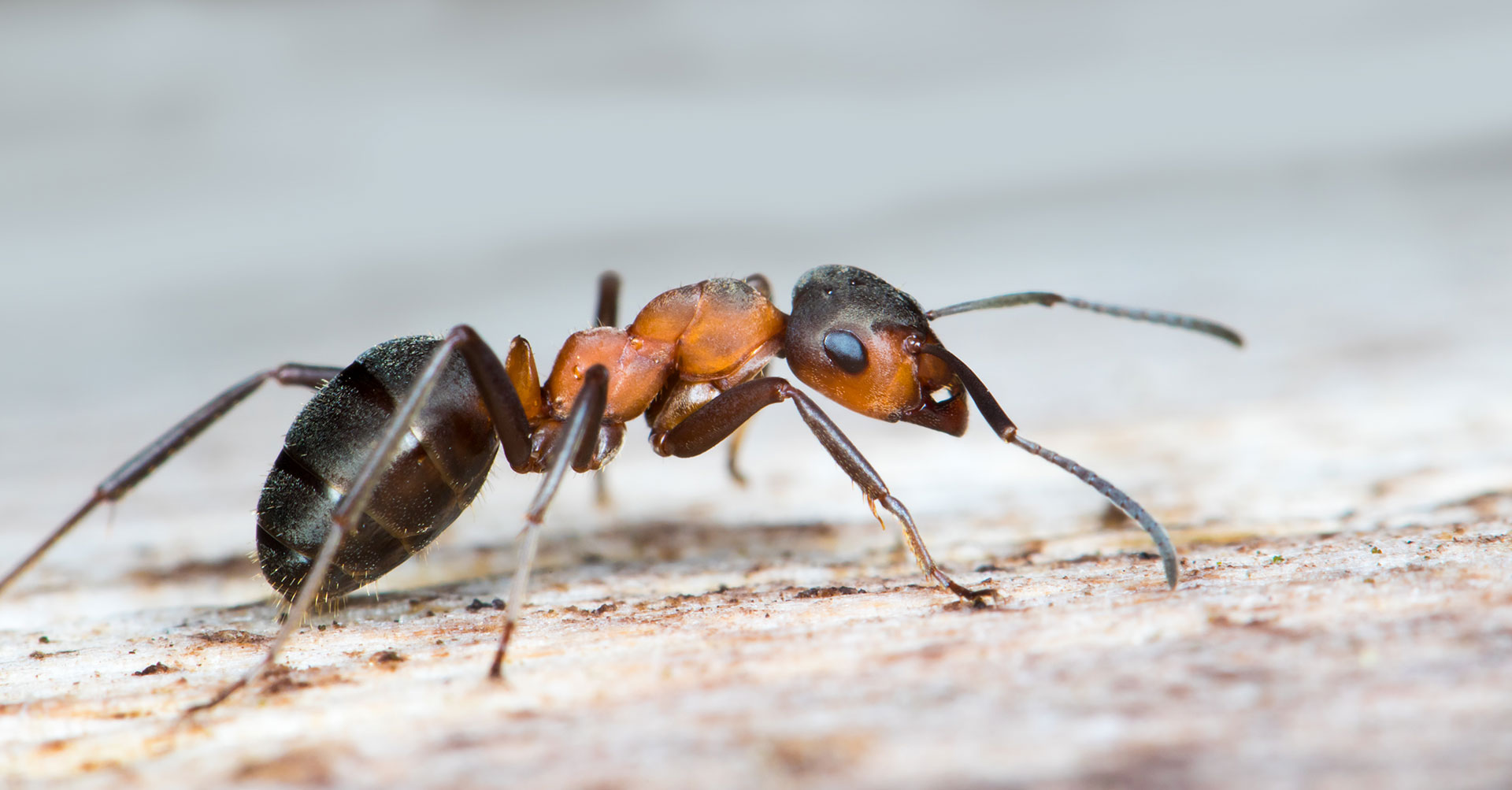 Рабочие особи. Formica Rufa солдат. Муравьи фуражиры. Насекомые муравей. Американский муравей Жнец.