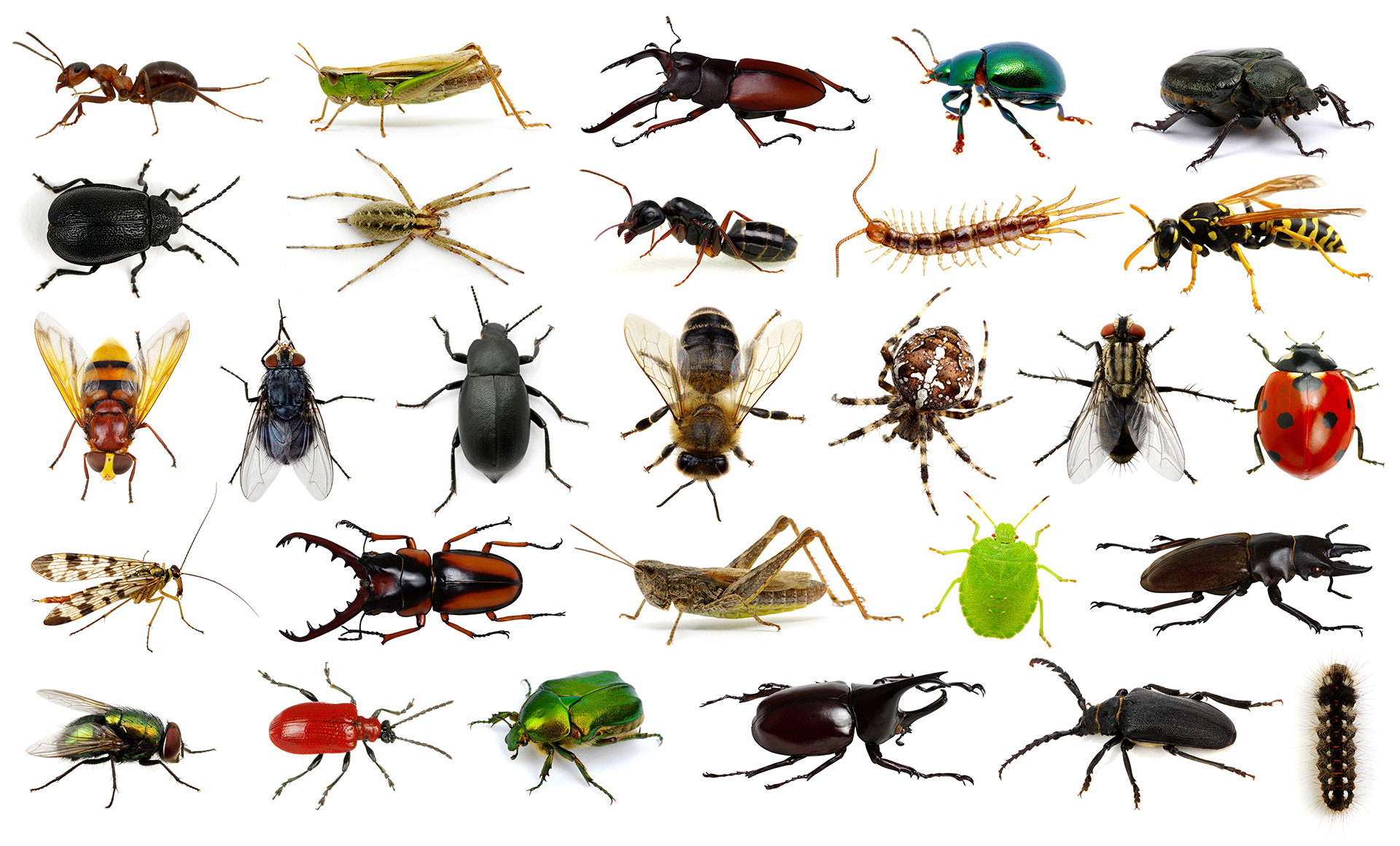 watch-out-for-these-bad-bugs-bad-bugs-insects-garden-pests