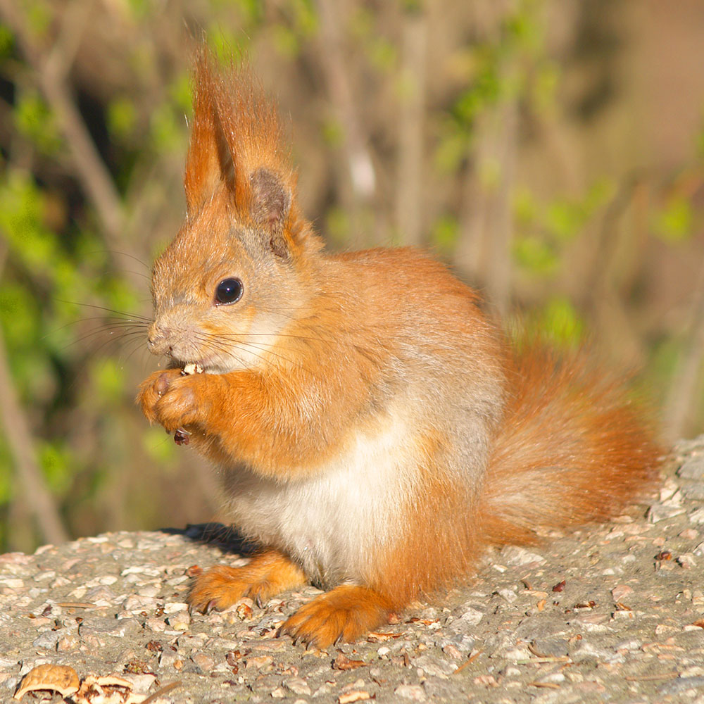 red-squirrels